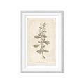 Picture of Flower Sketch IV _GroupedProduct_Rectangle_Portrait_Framed_Matted_