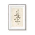 Picture of Flower Sketch IV _GroupedProduct_Rectangle_Portrait_Framed_Matted_