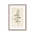Picture of Flower Sketch IV _GroupedProduct_Rectangle_Portrait_Framed_Matted_