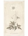 Picture of Flower Sketch I _GroupedProduct_Rectangle_Portrait_Unframed_Print_Only_