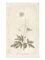 Picture of Flower Sketch I _GroupedProduct_Rectangle_Portrait_Unframed_Print_Only_