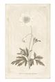 Picture of Flower Sketch I _GroupedProduct_Rectangle_Portrait_Unframed_Print_Only_