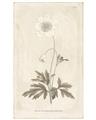 Picture of Flower Sketch I _GroupedProduct_Rectangle_Portrait_Unframed_Print_Only_