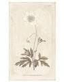 Picture of Flower Sketch I _GroupedProduct_Rectangle_Portrait_Unframed_Print_Only_