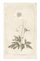 Picture of Flower Sketch I _GroupedProduct_Rectangle_Portrait_Unframed_Print_Only_
