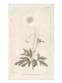 Picture of Flower Sketch I _GroupedProduct_Rectangle_Portrait_Unframed_Print_Only_
