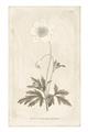 Picture of Flower Sketch I _GroupedProduct_Rectangle_Portrait_Unframed_Print_Only_