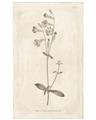 Picture of Flower Sketch II _GroupedProduct_Rectangle_Portrait_Unframed_Print_Only_