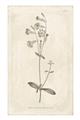 Picture of Flower Sketch II _GroupedProduct_Rectangle_Portrait_Unframed_Print_Only_