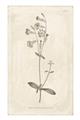 Picture of Flower Sketch II _GroupedProduct_Rectangle_Portrait_Unframed_Print_Only_