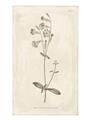 Picture of Flower Sketch II _GroupedProduct_Rectangle_Portrait_Unframed_Print_Only_