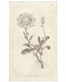 Picture of Flower Sketch III _GroupedProduct_Rectangle_Portrait_Unframed_Print_Only_
