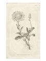 Picture of Flower Sketch III _GroupedProduct_Rectangle_Portrait_Unframed_Print_Only_