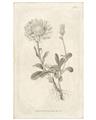 Picture of Flower Sketch III _GroupedProduct_Rectangle_Portrait_Unframed_Print_Only_