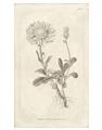 Picture of Flower Sketch III _GroupedProduct_Rectangle_Portrait_Unframed_Print_Only_