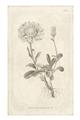 Picture of Flower Sketch III _GroupedProduct_Rectangle_Portrait_Unframed_Print_Only_