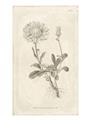Picture of Flower Sketch III _GroupedProduct_Rectangle_Portrait_Unframed_Print_Only_