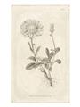 Picture of Flower Sketch III _GroupedProduct_Rectangle_Portrait_Unframed_Print_Only_