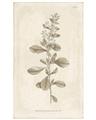 Picture of Flower Sketch IV _GroupedProduct_Rectangle_Portrait_Unframed_Print_Only_