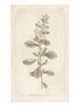 Picture of Flower Sketch IV _GroupedProduct_Rectangle_Portrait_Unframed_Print_Only_