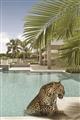 Picture of Gepard in water _GroupedProduct_Rectangle_Portrait_Unframed_Print_Only_