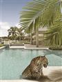 Picture of Gepard in water _GroupedProduct_Rectangle_Portrait_Unframed_Print_Only_