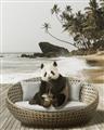 Picture of Panda Sitting on Sofa _GroupedProduct_Rectangle_Portrait_Unframed_Print_Only_