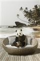 Picture of Panda Sitting on Sofa _GroupedProduct_Rectangle_Portrait_Unframed_Print_Only_