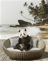 Picture of Panda Sitting on Sofa _GroupedProduct_Rectangle_Portrait_Unframed_Print_Only_