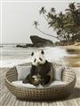 Picture of Panda Sitting on Sofa _GroupedProduct_Rectangle_Portrait_Unframed_Print_Only_