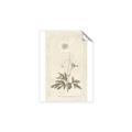 Picture of Flower Sketch I _GroupedProduct_Rectangle_Portrait_Unframed_Print_Only_