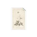 Picture of Flower Sketch I _GroupedProduct_Rectangle_Portrait_Unframed_Print_Only_