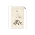Picture of Flower Sketch I _GroupedProduct_Rectangle_Portrait_Unframed_Print_Only_