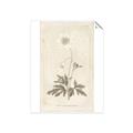 Picture of Flower Sketch I _GroupedProduct_Rectangle_Portrait_Unframed_Print_Only_