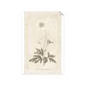 Picture of Flower Sketch I _GroupedProduct_Rectangle_Portrait_Unframed_Print_Only_