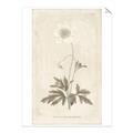 Picture of Flower Sketch I _GroupedProduct_Rectangle_Portrait_Unframed_Print_Only_
