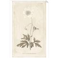 Picture of Flower Sketch I _GroupedProduct_Rectangle_Portrait_Unframed_Print_Only_