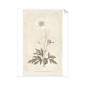 Picture of Flower Sketch I _GroupedProduct_Rectangle_Portrait_Unframed_Print_Only_