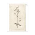 Picture of Flower Sketch II _GroupedProduct_Rectangle_Portrait_Unframed_Print_Only_