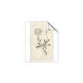 Picture of Flower Sketch III _GroupedProduct_Rectangle_Portrait_Unframed_Print_Only_