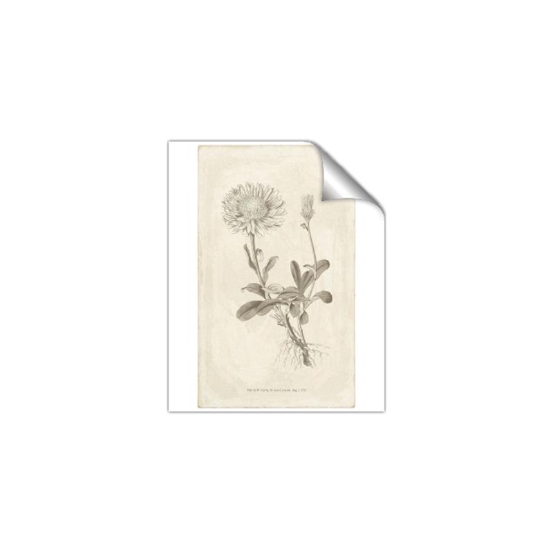 Picture of Flower Sketch III _GroupedProduct_Rectangle_Portrait_Unframed_Print_Only_