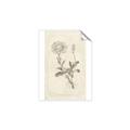 Picture of Flower Sketch III _GroupedProduct_Rectangle_Portrait_Unframed_Print_Only_