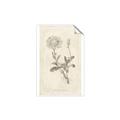 Picture of Flower Sketch III _GroupedProduct_Rectangle_Portrait_Unframed_Print_Only_