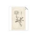 Picture of Flower Sketch III _GroupedProduct_Rectangle_Portrait_Unframed_Print_Only_