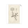 Picture of Flower Sketch III _GroupedProduct_Rectangle_Portrait_Unframed_Print_Only_