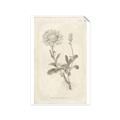 Picture of Flower Sketch III _GroupedProduct_Rectangle_Portrait_Unframed_Print_Only_