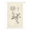 Picture of Flower Sketch III _GroupedProduct_Rectangle_Portrait_Unframed_Print_Only_