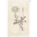 Picture of Flower Sketch III _GroupedProduct_Rectangle_Portrait_Unframed_Print_Only_