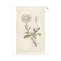 Picture of Flower Sketch III _GroupedProduct_Rectangle_Portrait_Unframed_Print_Only_