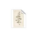 Picture of Flower Sketch IV _GroupedProduct_Rectangle_Portrait_Unframed_Print_Only_